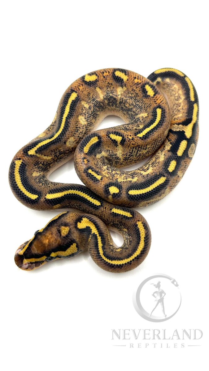adamas_ball's tweet photo. 今月Neverland Reptilesから
少数ですが輸入致します。
長くなりますがご一読ください。

写真1枚目から

0.1 Wookie Super Gravel Clown
1.0 Hurricane Super Gravel het Clown
1.0 Hurricane Fire Gravel het Puzzle 50% Clown
0.1 Fire Gravel het Puzzle 50% Clown(シェッドテスト中)

Hurricane = Hans Winner line
Gravel = Xclusive Snakes line

2枚目の個体に関して、
poss Hurricaneでしたが脱皮を重ね、本人同意でヴィジュアル判定となりました。

今回は彼の代名詞でもあるGravelをベースにClown Puzzle Hurricaneにフォーカスした個体をご用意致しました。

血統は勿論、見た目の表現としても納得出来るクオリティで
オス2匹メス2匹でそのままペア導入も出来るよう選抜しております。
お値段も頑張らせて頂きます。

10月以降、東京を中心とした幾つかのイベントにも出展予定です。
その際は是非ご覧頂けますと幸いです。

これからもADAMAS BALLをよろしくお願いします。