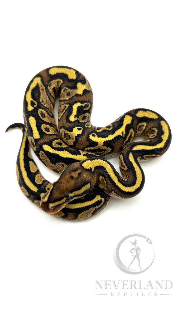 adamas_ball's tweet photo. 今月Neverland Reptilesから
少数ですが輸入致します。
長くなりますがご一読ください。

写真1枚目から

0.1 Wookie Super Gravel Clown
1.0 Hurricane Super Gravel het Clown
1.0 Hurricane Fire Gravel het Puzzle 50% Clown
0.1 Fire Gravel het Puzzle 50% Clown(シェッドテスト中)

Hurricane = Hans Winner line
Gravel = Xclusive Snakes line

2枚目の個体に関して、
poss Hurricaneでしたが脱皮を重ね、本人同意でヴィジュアル判定となりました。

今回は彼の代名詞でもあるGravelをベースにClown Puzzle Hurricaneにフォーカスした個体をご用意致しました。

血統は勿論、見た目の表現としても納得出来るクオリティで
オス2匹メス2匹でそのままペア導入も出来るよう選抜しております。
お値段も頑張らせて頂きます。

10月以降、東京を中心とした幾つかのイベントにも出展予定です。
その際は是非ご覧頂けますと幸いです。

これからもADAMAS BALLをよろしくお願いします。