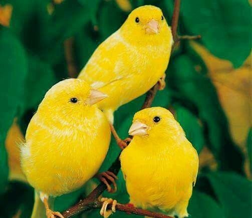 tired_ibis's tweet photo. three3️⃣3️⃣3️⃣3️⃣3️⃣3️⃣3️⃣3️⃣ yellow birts💛💛💛🟡🟡🟡🟡🟡🟨🟨💛🟨🟨🟡🟡💛💛💛🟨🟡💛🟡 https://t.co/XERCmvQuAa