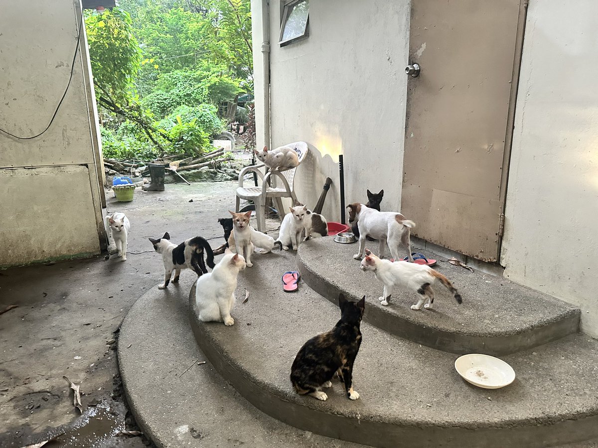 nftDEEDJACK's tweet photo. Another day another cats pictures !! $JACKSAM https://t.co/vXALgdEqBI
