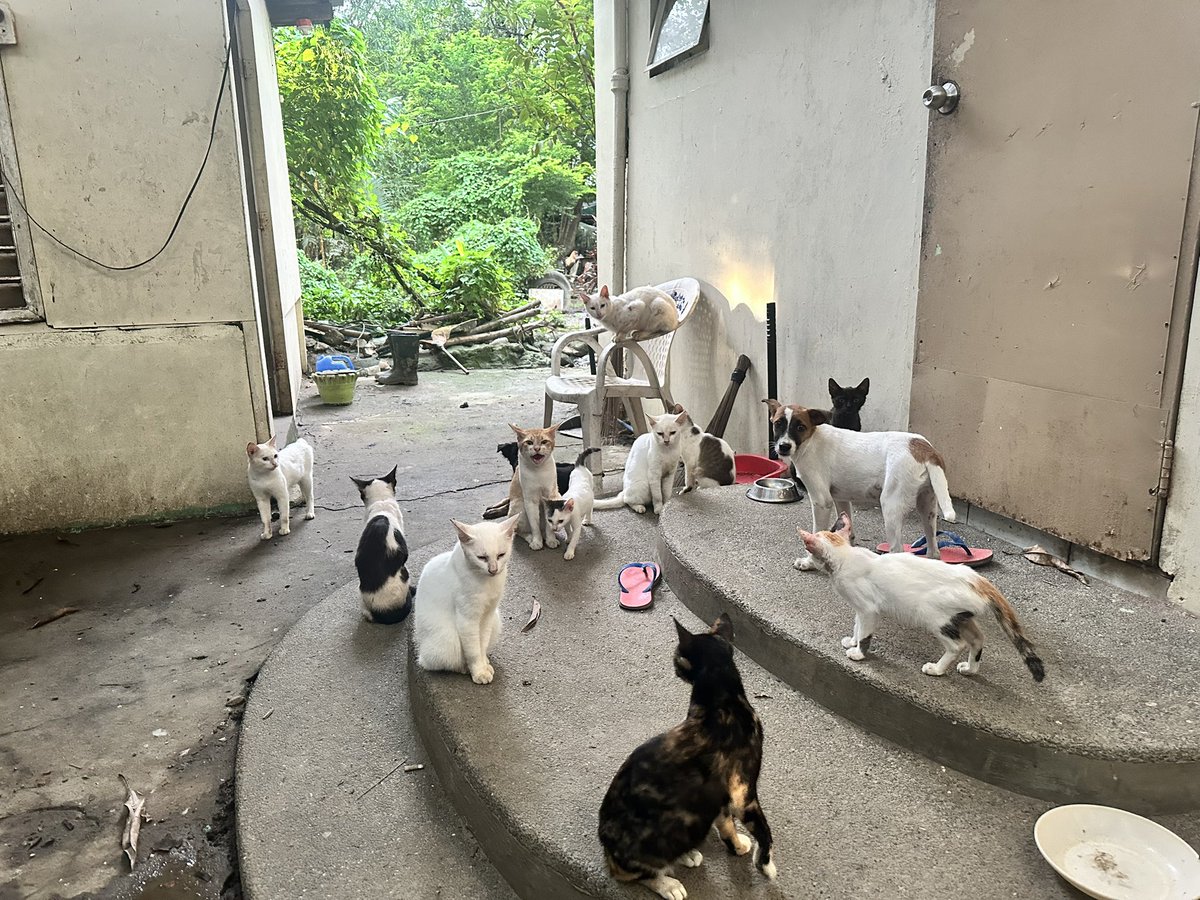 nftDEEDJACK's tweet photo. Another day another cats pictures !! $JACKSAM https://t.co/vXALgdEqBI