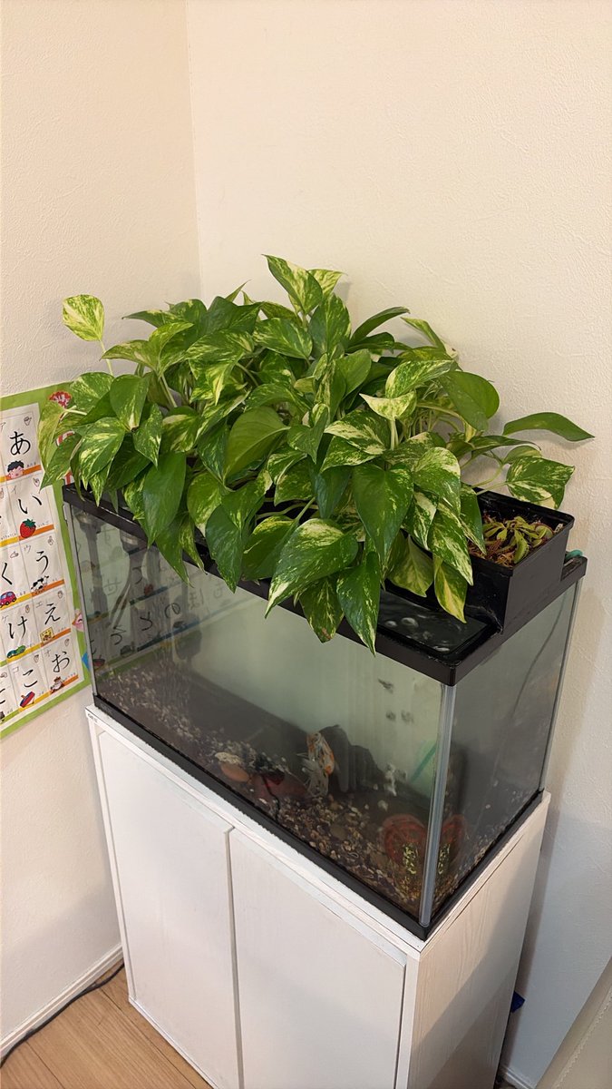 uiui50069918's tweet photo. 娘は鉢植え、父親の私は金魚の上部フィルターにハエトリ草を植えました。 https://t.co/vWjSCyGbim