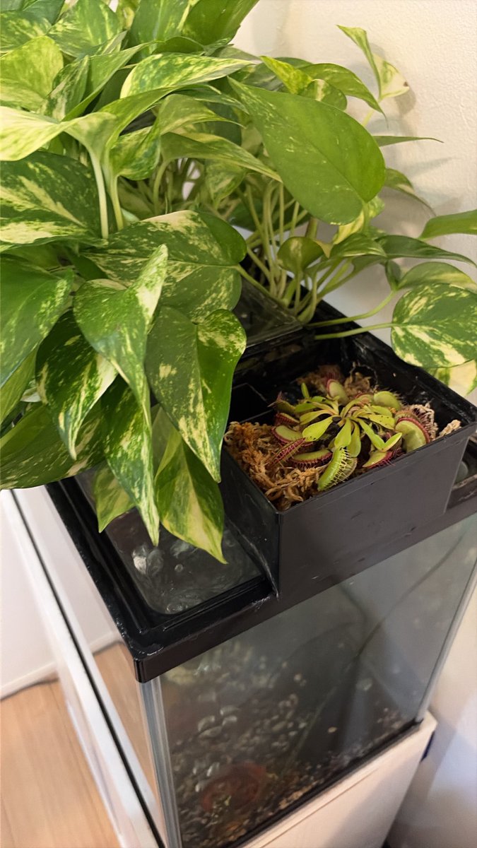 uiui50069918's tweet photo. 娘は鉢植え、父親の私は金魚の上部フィルターにハエトリ草を植えました。 https://t.co/vWjSCyGbim