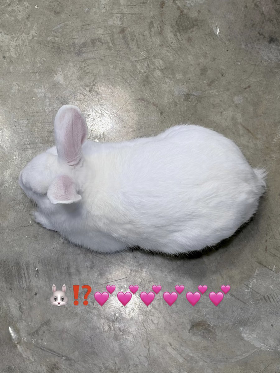 nyeeeeesh's tweet photo. 🛍️🐰💕🍌🍮🍰💅🫪 https://t.co/OUFE2YA4ha