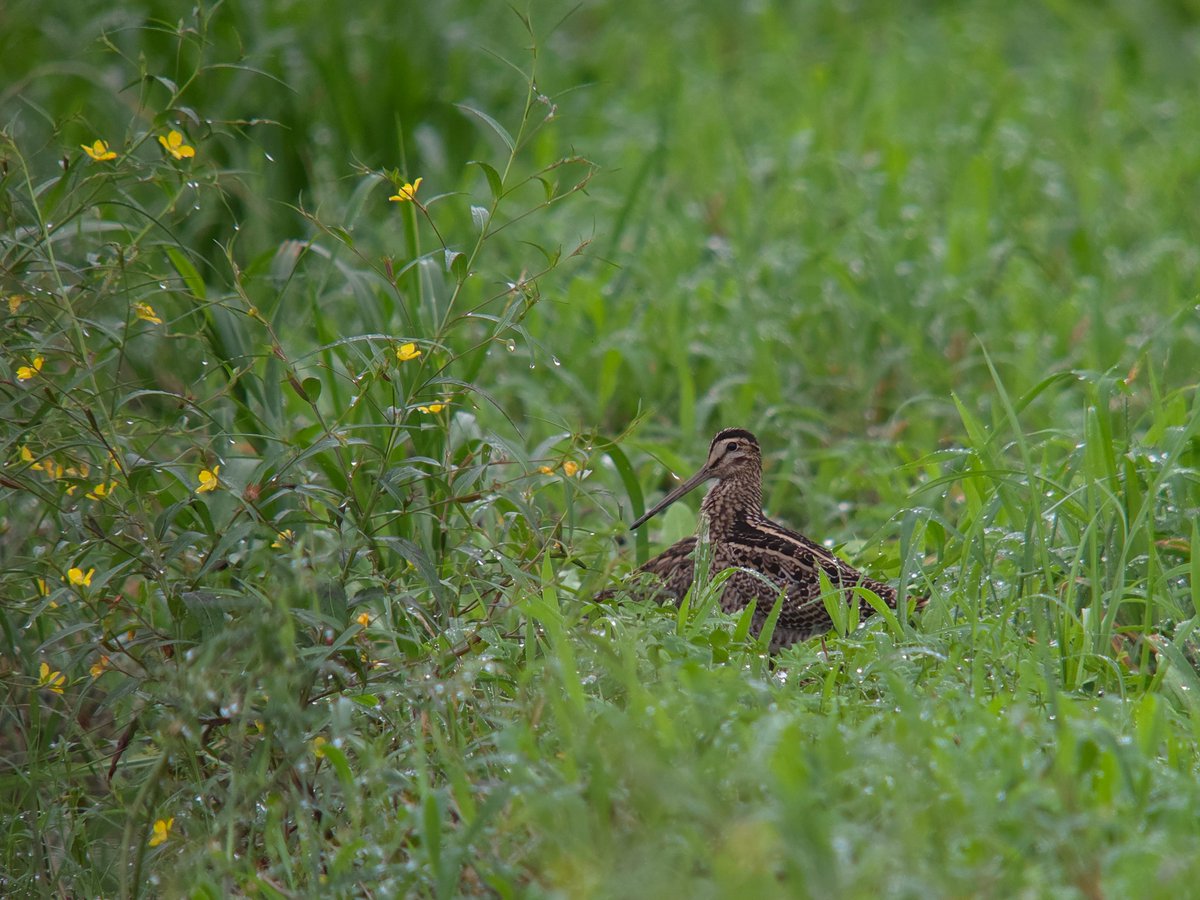 solitary_snipe's tweet photo. チュウジシギ幼鳥(2026/09/11) https://t.co/fJqWzK5lUZ