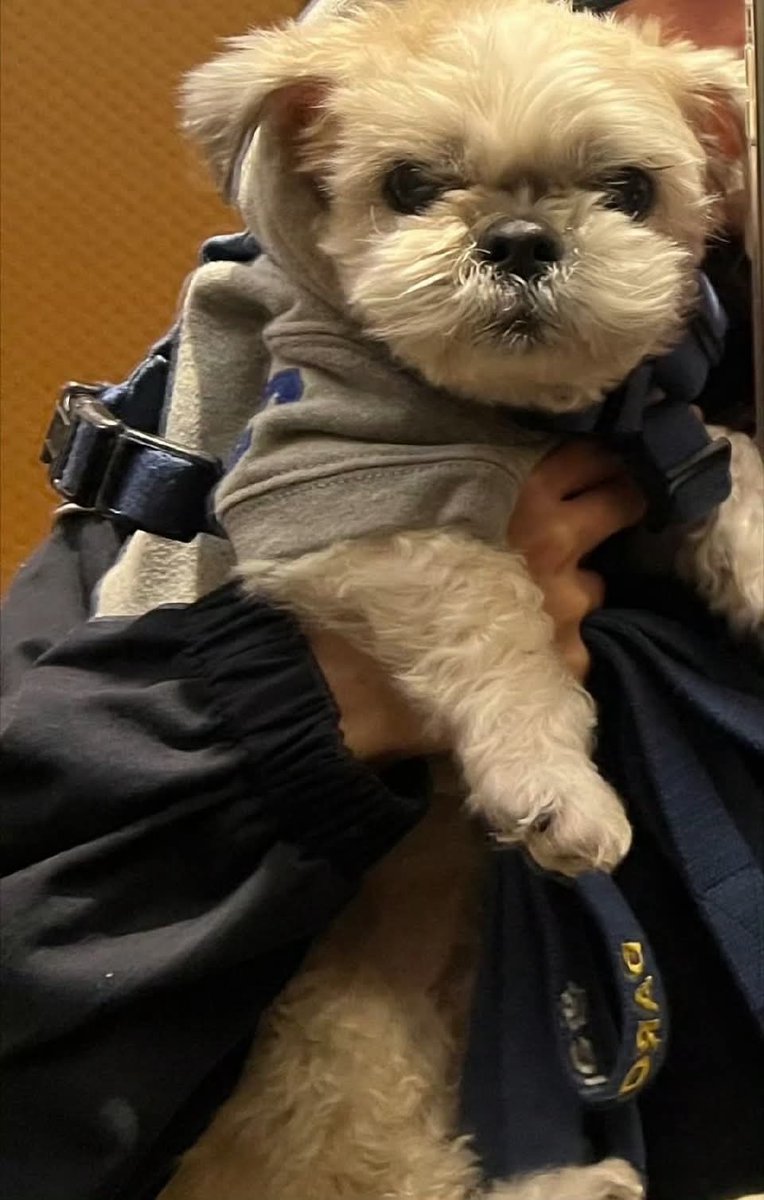 MichaelNel02j's tweet photo. 이 조합 때문에 그 술집 자주 갔을 정도 ��ㅋㅋㅋ 꾸덕하고 크리미한데 달달짭짤하면서 살짝 매콤해서 계속 들어가요…🤤 https://t.co/6ufEeQH6Sj