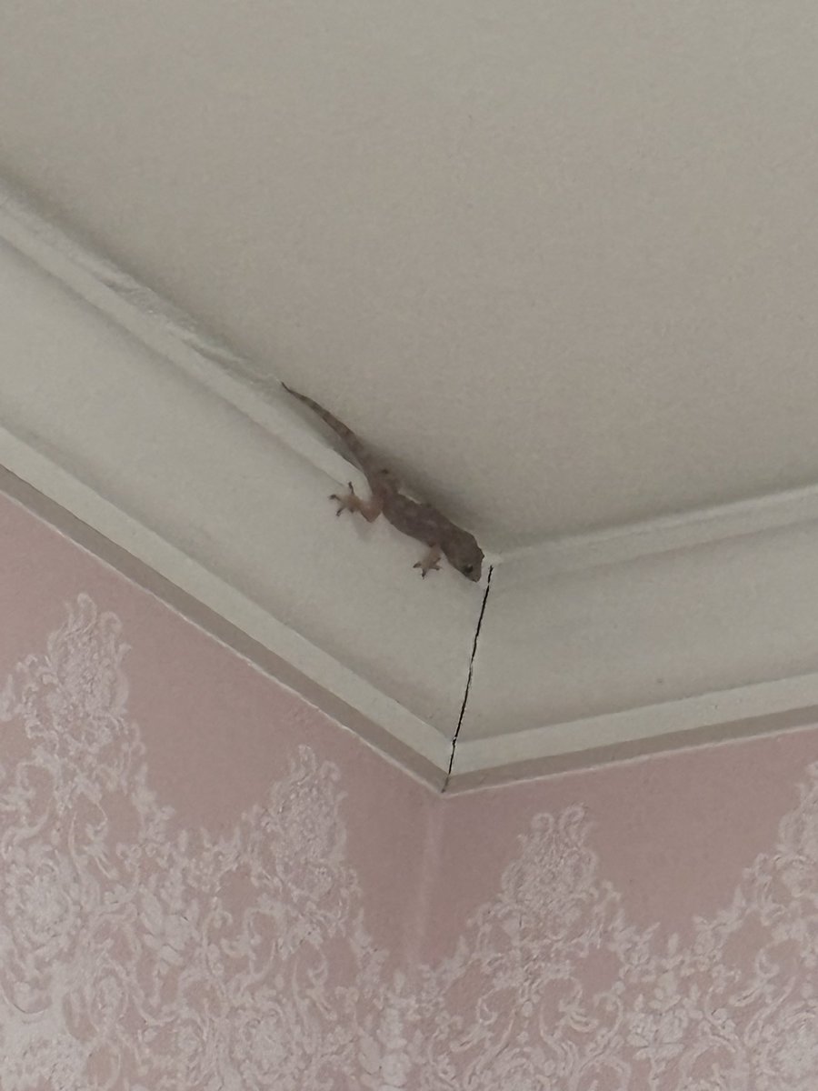 0ke2o's tweet photo. ヤモリいた
私の部屋に https://t.co/Tojfoy353s