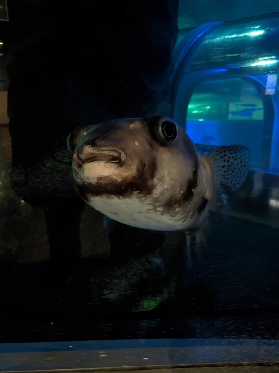 期間限定お値下げ！激レア！早い者勝ち！　富山のさかな　魚津水族館 魚津水族館公式 (@uozuaquarium) / X