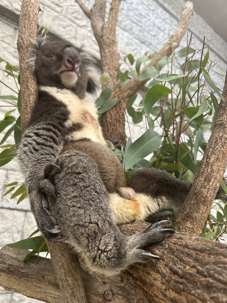 englandhill_zoo's tweet photo. おやすみなさい@( -  ●  - )@
#コアラ #だいち https://t.co/msUuSlFwK0