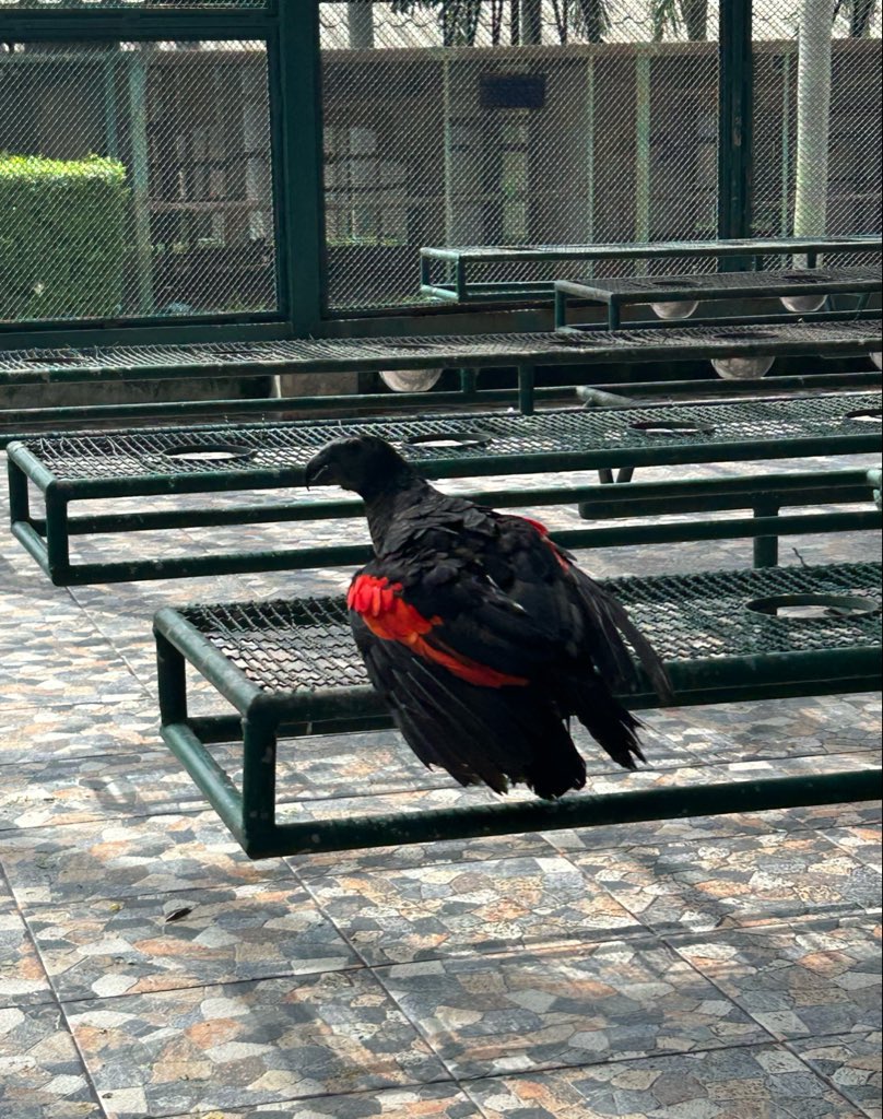 birb_255's tweet photo. Went to the bird park today and met with the most Red Robin Tim Drake looking ass bird I’ve ever seen https://t.co/HR56BaTlUc