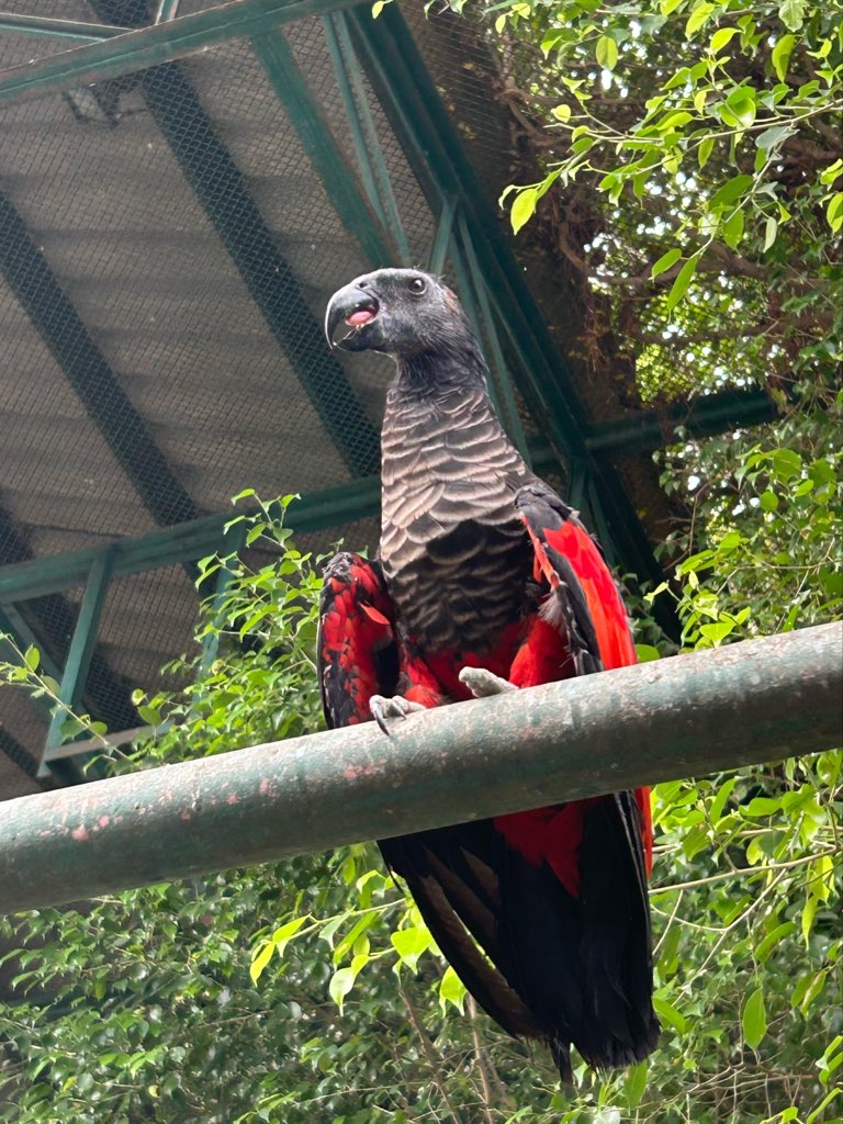 birb_255's tweet photo. Went to the bird park today and met with the most Red Robin Tim Drake looking ass bird I’ve ever seen https://t.co/HR56BaTlUc