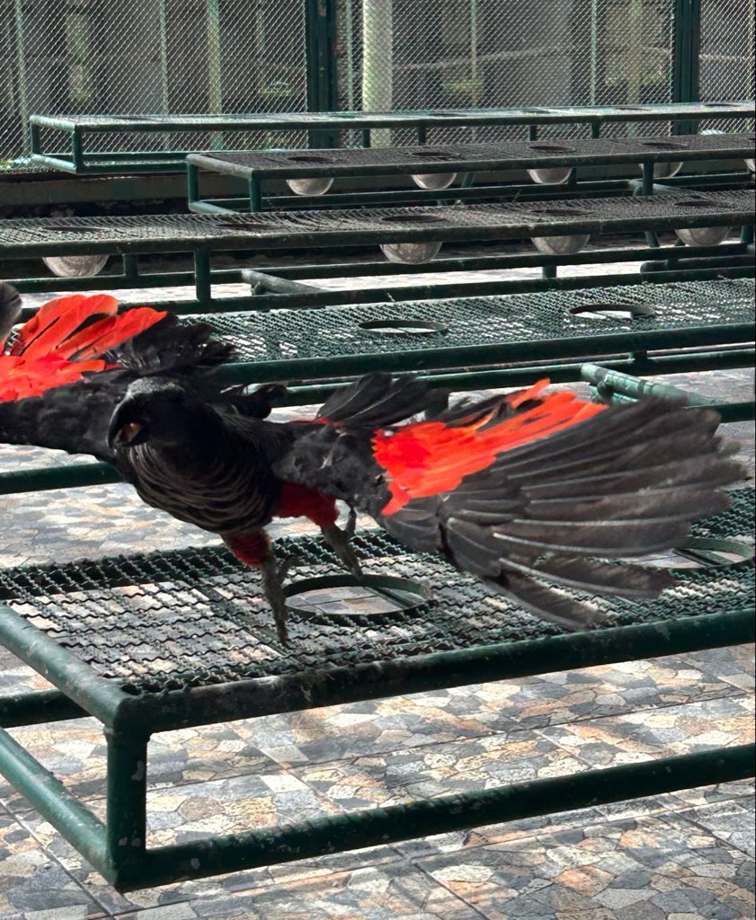 birb_255's tweet photo. Went to the bird park today and met with the most Red Robin Tim Drake looking ass bird I’ve ever seen https://t.co/HR56BaTlUc