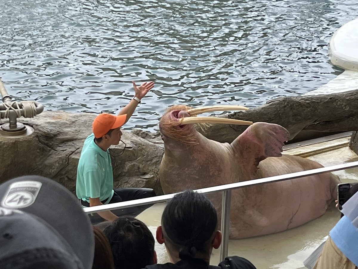 0714runakawa's tweet photo. 城崎温泉旅行2日目。
城崎マリンワールドへ🎵
セイウチさん達可愛かったですぅ〜😍
城崎温泉街で革製品の物、お土産に買いました⭐️⭐️
温泉まんじゅうも美味しかったです。
お蕎麦食べました。
みんなで美味し楽し旅でした😊✌️🎶 https://t.co/JLQj4E4MRt