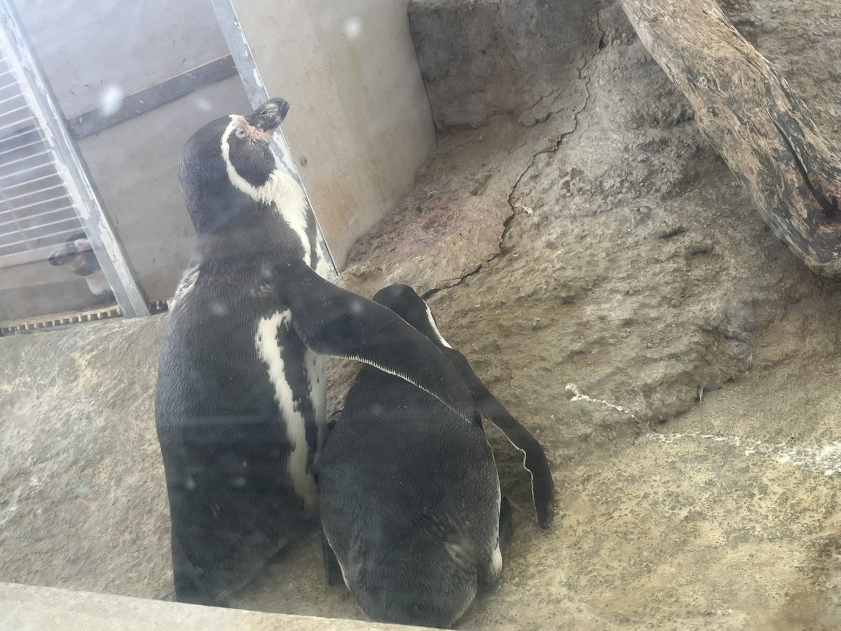 0714runakawa's tweet photo. 城崎温泉旅行2日目。
城崎マリンワールドへ🎵
セイウチさん達可愛かったですぅ〜😍
城崎温泉街で革製品の物、お土産に買いました⭐️⭐️
温泉まんじゅうも美味しかったです。
お蕎麦食べました。
みんなで美味し楽し旅でした😊✌️🎶 https://t.co/JLQj4E4MRt