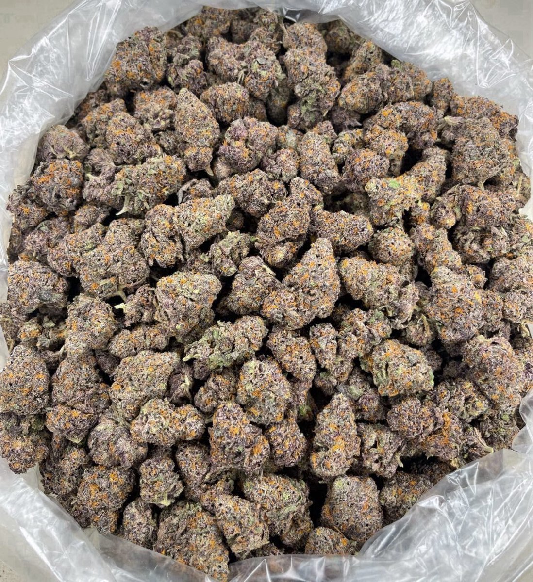 Swiftbudz1's tweet photo. Weed Frome, Shepton Mallet, Wells, Glastonbury, Street, Bridgwater, Taunton, Wellington, Cullompton, Tiverton, Crediton, Exeter, Topsham, Exmouth, Budleigh Salterton, Sidmouth, Honiton, Axminster, Lyme Regis, Bridport, Dorchester, Weymouth, Portland, Swanage https://t.co/MI21pI5iBC