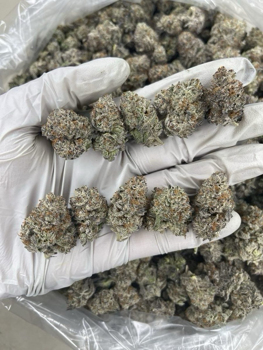 Swiftbudz1's tweet photo. Weed Frome, Shepton Mallet, Wells, Glastonbury, Street, Bridgwater, Taunton, Wellington, Cullompton, Tiverton, Crediton, Exeter, Topsham, Exmouth, Budleigh Salterton, Sidmouth, Honiton, Axminster, Lyme Regis, Bridport, Dorchester, Weymouth, Portland, Swanage https://t.co/MI21pI5iBC
