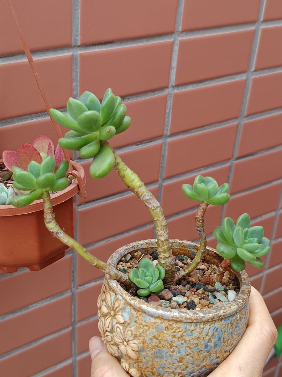 LezlieBaraby's tweet photo. Tired of wilting houseplants Water succulents once every 2 weeks in bright indirect light—they thrive with minimal care! https://t.co/1Wgo3XwdQJ