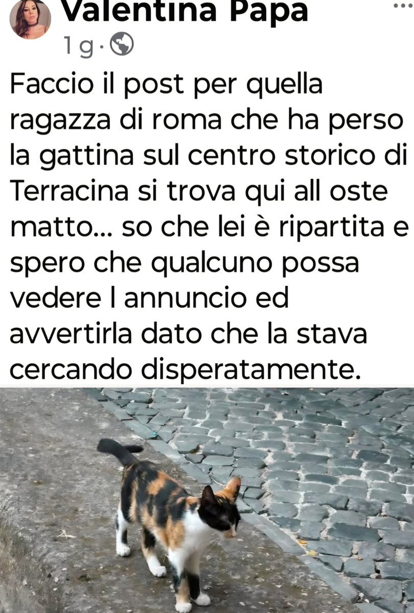 ChiodiDonatella's tweet photo. #gatto #smarrito #Roma #Terracina #13settembre #13Sep https://t.co/SRHi9GHUCz