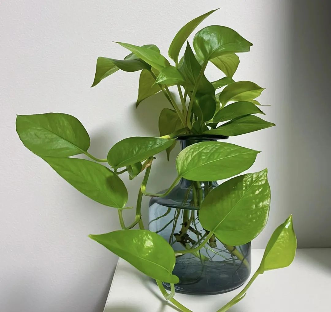 JanitaGoodale's tweet photo. [ Pro tip for your pothos! Rotate it 1/4 turn weekly for even growth, no leggy sides—you’ll thank us later. #PlantCare #Houseplants]， https://t.co/8WUvepBDGc