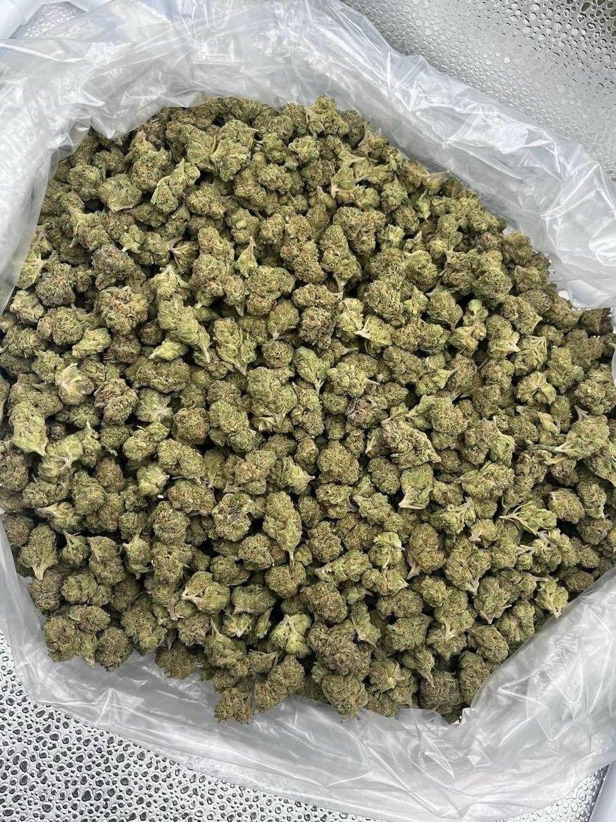 Swiftbudz1's tweet photo. Weed Bath, Bristol, Clifton, Redland, Cotham, Hotwells, Bedminster, Southville, Totterdown, Knowle, Brislington, St George, Easton, St Paul’s, Montpelier, Stokes Croft, Gloucester Road, Bishopston, Westbury-on-Trym, Henleaze, Westbury Park, Redland Green, Clifton Down https://t.co/226eDe6r1Z