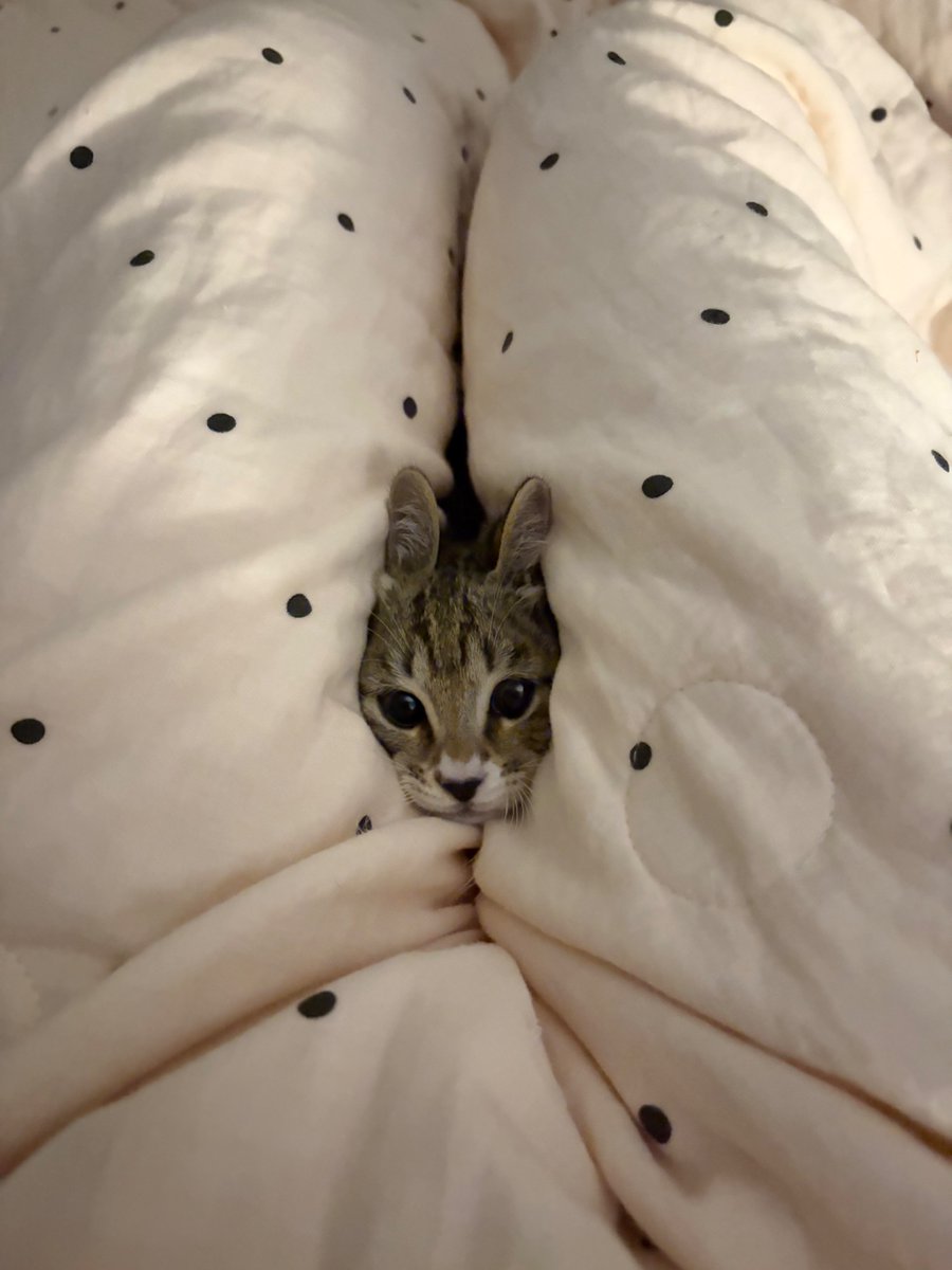 nocontextscats's tweet photo. https://t.co/KNlfRXnryQ