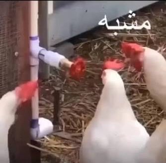 noelorchi's tweet photo. الدكتور يتكلم عن الفورملا حق الاكسل وانا احسبه يقصد f1 https://t.co/QmNlDS5p2M
