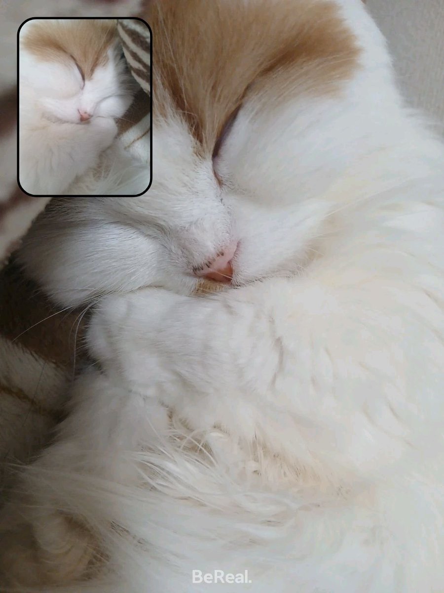 pp_mj70164's tweet photo. 顔の横で寝てくれるおれの可愛い猫てゃん https://t.co/jNe6zIM5Nk