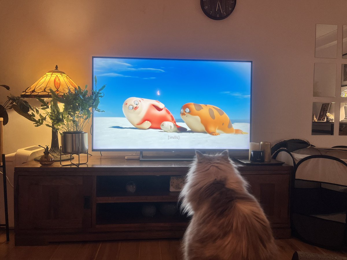 hogsydney's tweet photo. インスタで、猫にNetflixのSealookという番組見せると釘付けになるという投稿が流れて来たので試しに見せてみたらアオちゃんとチビさんがホントに釘付けになった！ https://t.co/oTVhJH7vfV