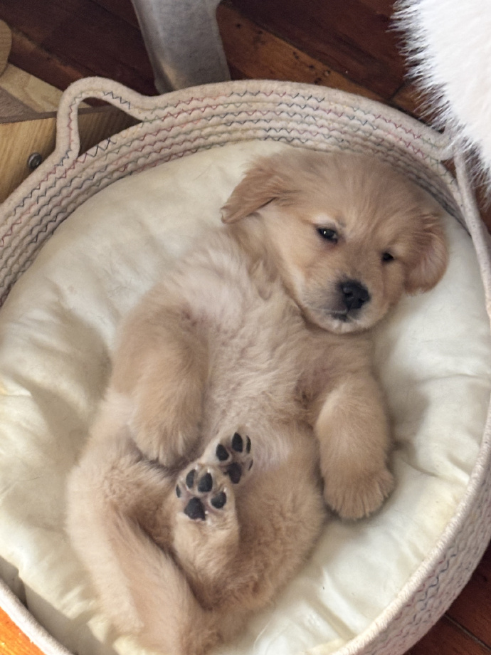 SiuDrdapya's tweet photo. Nothing beats the cozy vibe when your pup curls up right beside you after a long day https://t.co/n3oqaulhWY