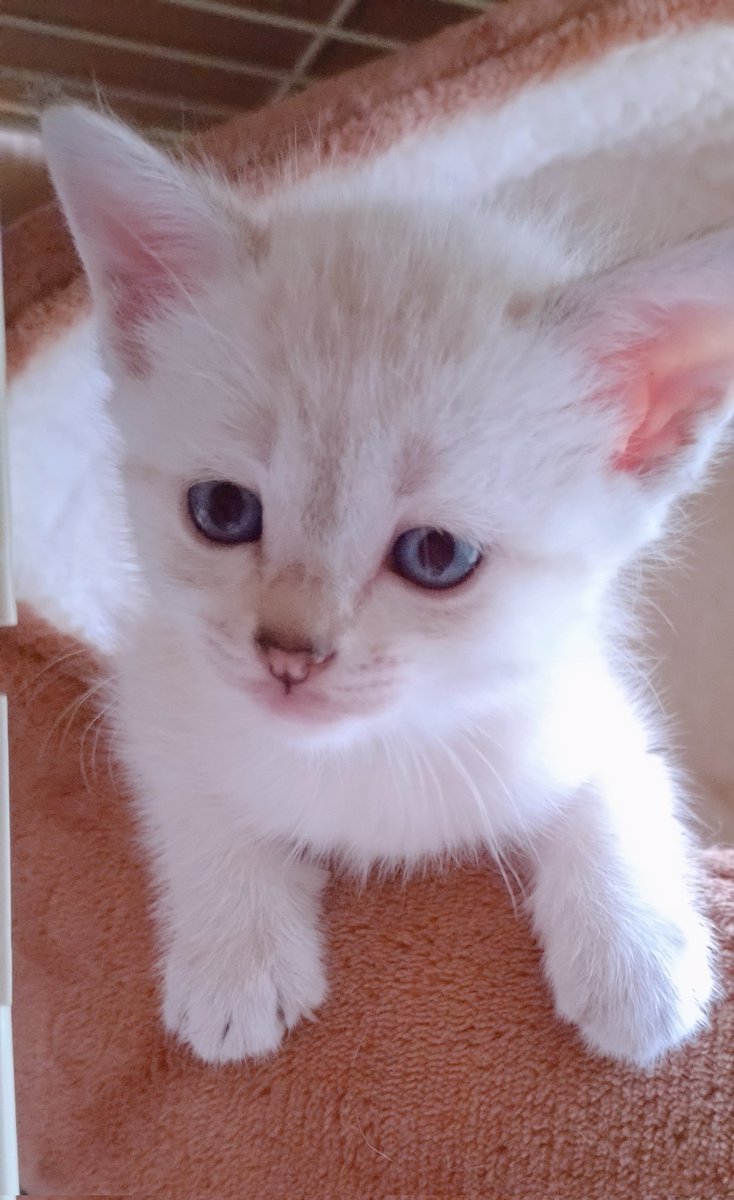 mato_1225's tweet photo. かわいい〜 https://t.co/guwef2wlGe