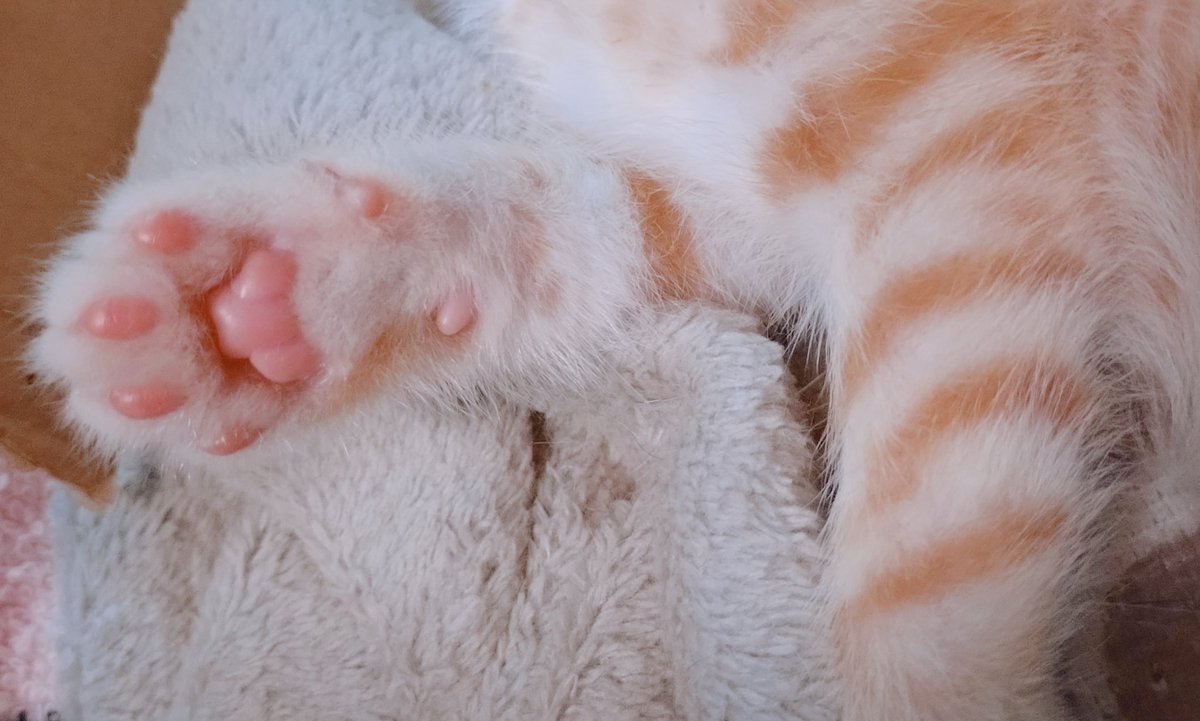 mato_1225's tweet photo. かわいい〜 https://t.co/guwef2wlGe