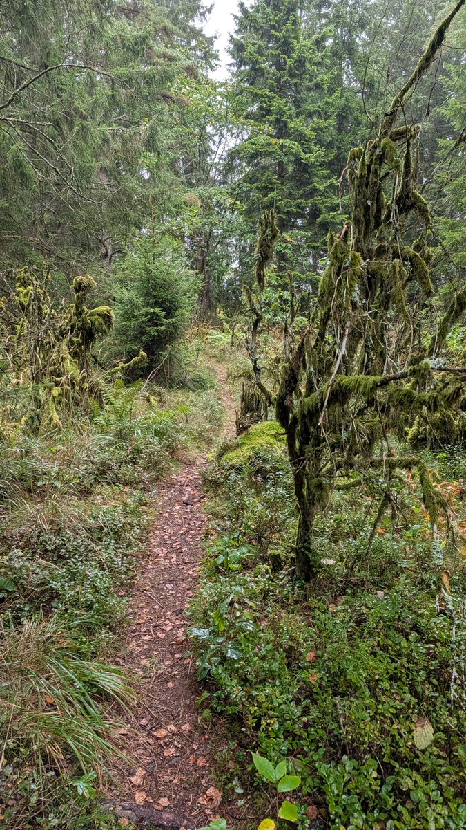 __M___A___X__'s tweet photo. #sundayrunday och 15k upp på skogen som idag bjöd på dis,dimma,duggregn samt härlig höstluft. ⛰️🏞️🏃🏼♂️
#garmin #altrarunning #stayoutthere https://t.co/GESWvh9FIE