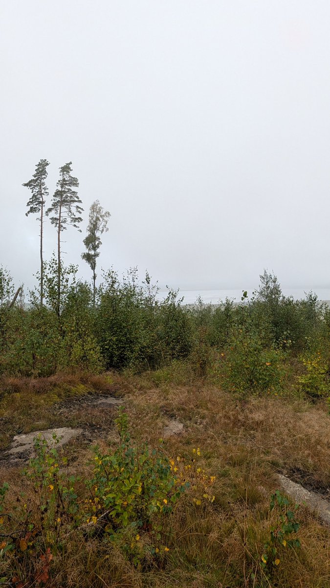 __M___A___X__'s tweet photo. #sundayrunday och 15k upp på skogen som idag bjöd på dis,dimma,duggregn samt härlig höstluft. ⛰️🏞️🏃🏼♂️
#garmin #altrarunning #stayoutthere https://t.co/GESWvh9FIE