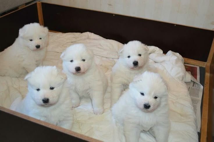 cutestpuppyy's tweet photo. Beautiful puppies https://t.co/pD41rdPk6D