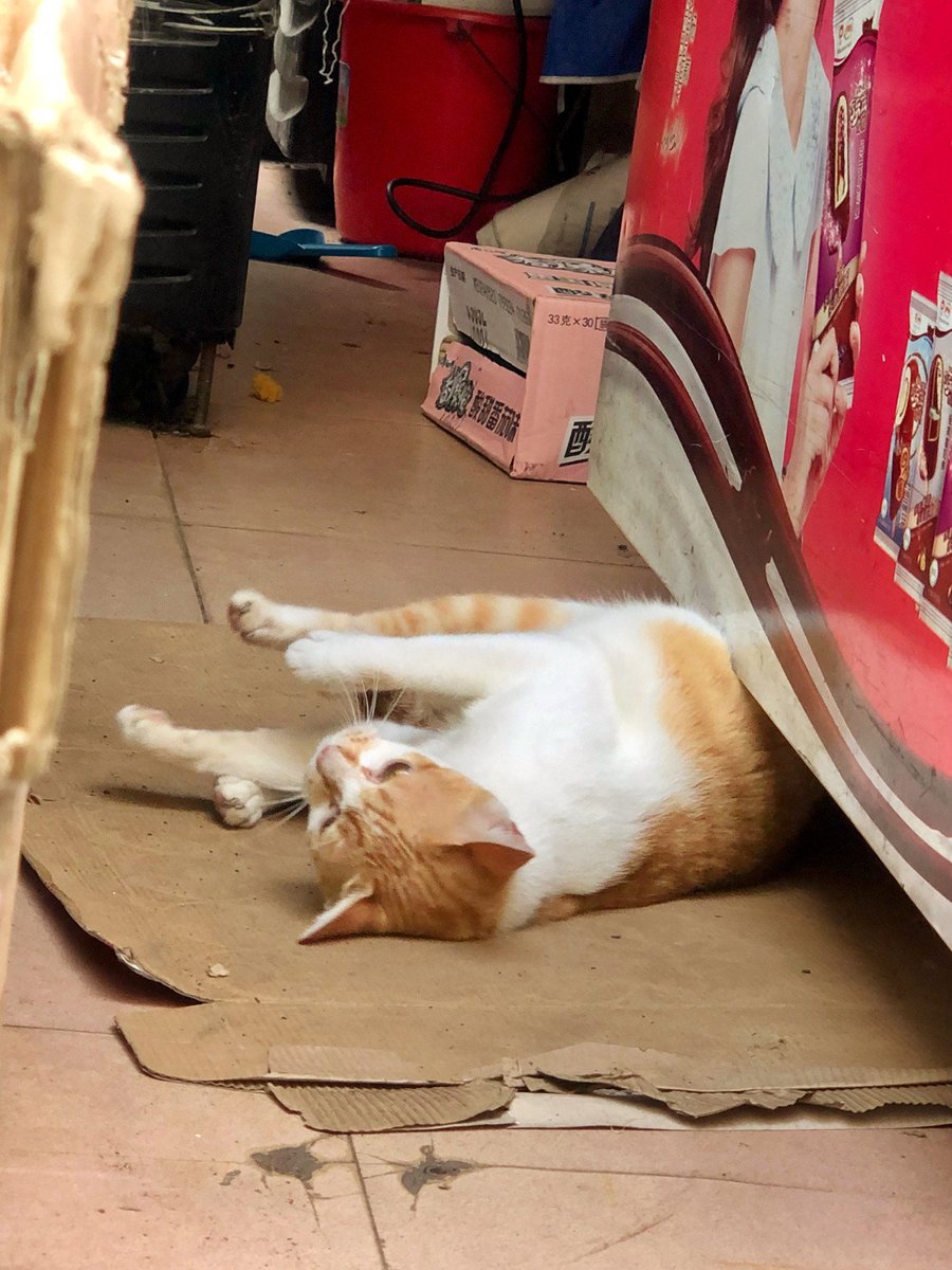 caels507486's tweet photo. Found this little cat taking a nap on a sunny storefront step – street life’s tiny joys hit different. https://t.co/XkrV9yn6eQ