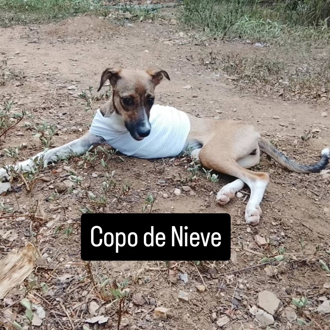 MargaritaPets's tweet photo. Copo de Nieve está en adopción. Está en un temporal con 13 perritos más y 6 gatos. Gracias a un padrino especial esta semana le donaron comida. Pero es complicado el tema de la alimentación. Si deseas adoptarla o apadrinar su esterilización envianos un DM 📩 #islademargarita https://t.co/MTCBfnDenJ