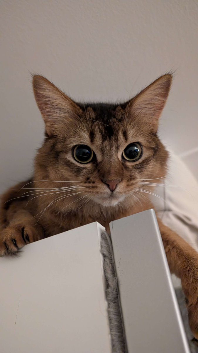 ActuallyAlissa1's tweet photo. @makecatsbetter can u do these things https://t.co/141exDSeIO