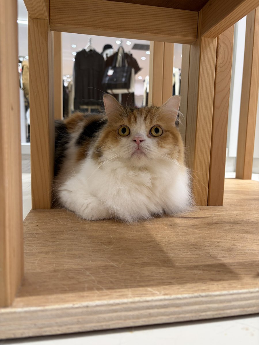 K_suke040's tweet photo. あまりにもこのまますぎる
猫ミームの顔すぎる猫

幸せな時間でした🫶
 #MOFF https://t.co/DbU0RQby0A