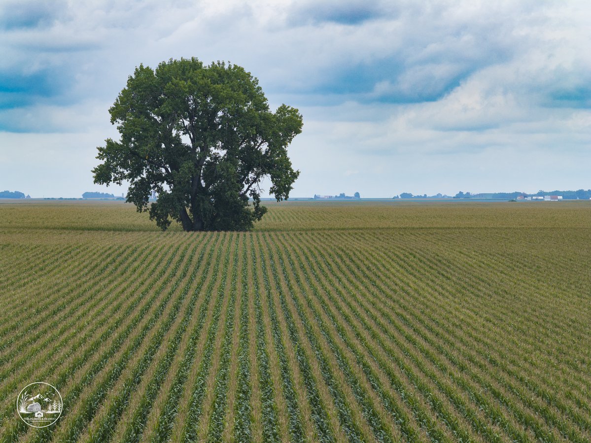 fieldskiesframe's tweet photo. There's probably a story behind this lone tree. https://t.co/fMhiG53OQh