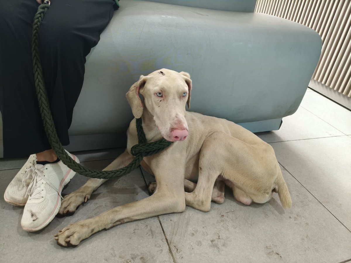 cgarciasu's tweet photo. Twitter, haz tu magia. 
Encontraron a este perrito hoy en Bogotá por la zona de Rosales, ha estado caminando por el sector de Chapinero y Teusaquillo, estamos buscando a su familia. 
Por favor RT https://t.co/emv3262fmq