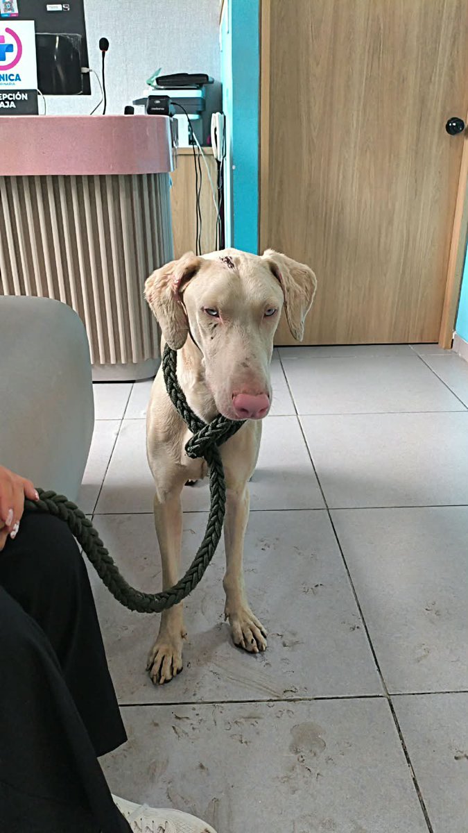 cgarciasu's tweet photo. Twitter, haz tu magia. 
Encontraron a este perrito hoy en Bogotá por la zona de Rosales, ha estado caminando por el sector de Chapinero y Teusaquillo, estamos buscando a su familia. 
Por favor RT https://t.co/emv3262fmq