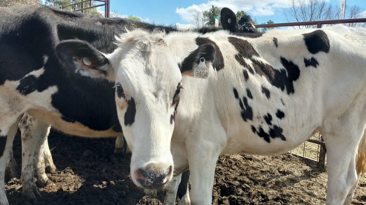 La_Lehmann's tweet photo. Último día de FINACO en San Vicente 🌾

Después de dos jornadas con mucho movimiento, intercambio con productores y gran participación de familias y estudiantes, nos preparamos para vivir el cierre de la muestra. https://t.co/VtT8jbsivG