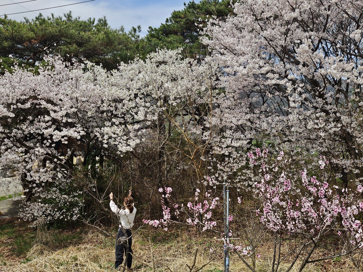 posil_12's tweet photo. 나 친구한테 이 사진 보내주려고                 엄마가 이 사진 보내줌
벚꽂 잡고 있었는데 https://t.co/ODdG2Ia0dE