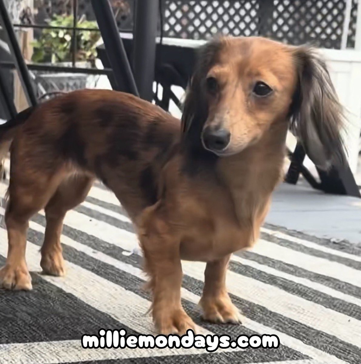 MillieMondays's tweet photo. Hello Sunday!
#milliemondays #wrigleywednesdays #pup #dog #Godbless #pups #dogs #Jesussaves #puppy #doggy #puppie #doggie #puppies #doggies #puppys #doggys #pupper #puppers #doggo #doggos #wienie #wienies #wieniedog #wieniedogs #dachshund #dachshunds #wiener #wieners #wienerdog https://t.co/ZeGim2BSPZ