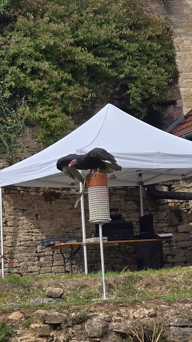 LaNinaCaracol's tweet photo. Oyez oyez! Spectacle médiéval au top au château d'Héricourt. Rapaces, magie, jonglerie, musique, tout y était! #hericourt #hautesaone #franchecomte #lanefdesfous #animalsandco #Kalamus https://t.co/TdCZ17ZDZ6