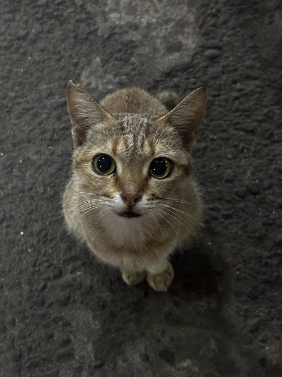 Sepppptina's tweet photo. Aku tadi mammm di Jatinegara terus disamperin kucing kaya gini matanya bobaaaaa bgt 🥺🤏🏻🥺🤏🏻🥺🤏🏻 https://t.co/eErYaLAxqx
