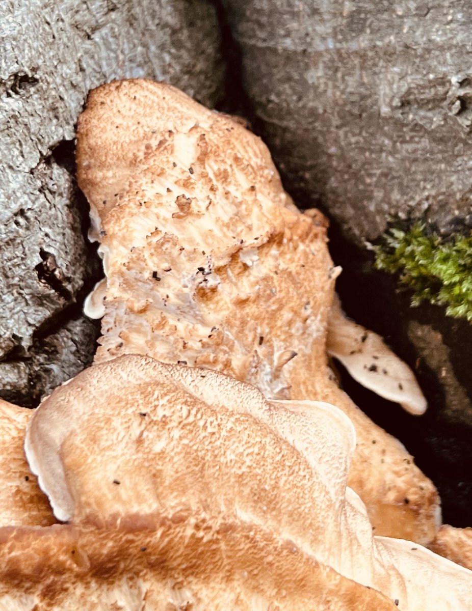 AlumniNatuur's tweet photo. Reuzenzwam https://t.co/MncqDL7PM0 Breelaan Bergen. https://t.co/G6mMdBpJEa