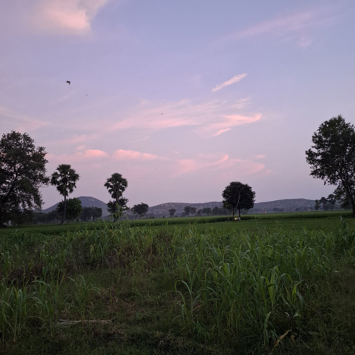 ankit_develops tweet picture