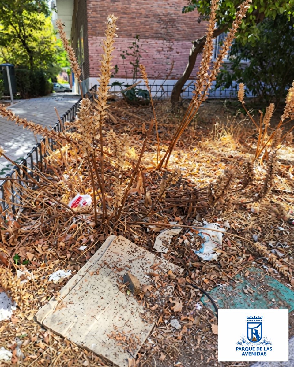 CSIAvenidas's tweet photo. 🌴 En #ParqueDeLasAvenidas tenemos unas palmeras muy especiales.

No dan cocos.

No dan sombra.

No dan alegría.

Pero producen basura alrededor con una constancia admirable.

¿Alguna previsión de mantenimiento, @MADRID?
#MadridLimpio #Basuraleza https://t.co/baaJv2DEyS