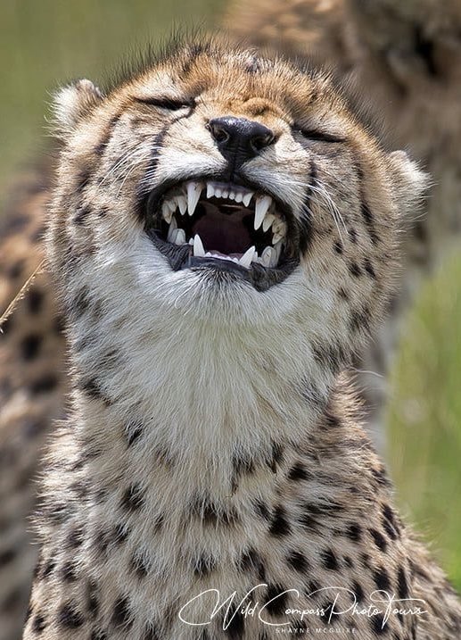 Yuribeing's tweet photo. Noerde and cheetah comparisons are very dear to me https://t.co/wWZK3SV5HQ